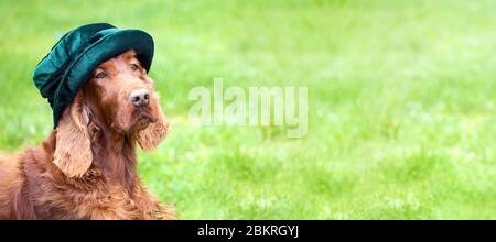 Bannière Web d'un chien Setter irlandais drôle que regarder dans un chapeau vert avec vide, espace de copie Banque D'Images