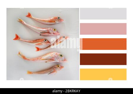 Poisson de mer aux couleurs vives - Gurnard rouge, sur fond blanc dans une palette de couleurs, avec des nuances de couleurs gratuites Banque D'Images