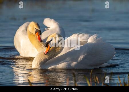 France, somme, Baie de somme, le Crotoy, Marais du Crotoy, Mute Swan (Cygnus olor - Mute Swan), 2 hommes se disputent et se mesurent à la frontière de leurs territoires respectifs; chacun se met en marche et tourne autour de son adversaire tout en essayant de le repousser, le cou derrière en posture d'attaque, avec parfois un vol plus agressif Banque D'Images