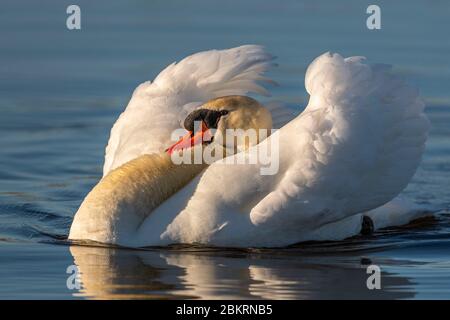 France, somme, Baie de somme, le Crotoy, Marais du Crotoy, Mute Swan (Cygnus olor - Mute Swan), 2 hommes se disputent et se mesurent à la frontière de leurs territoires respectifs; chacun se met en marche et tourne autour de son adversaire tout en essayant de le repousser, le cou derrière en posture d'attaque, avec parfois un vol plus agressif Banque D'Images