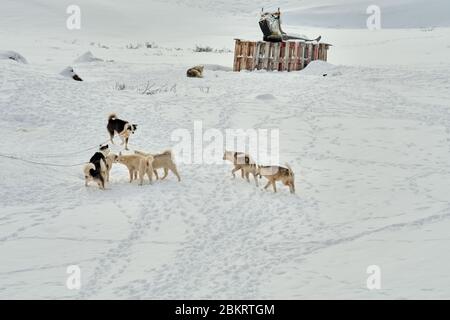 Pack de chiens de traîneau jouant à Ilulissat Groenland Banque D'Images