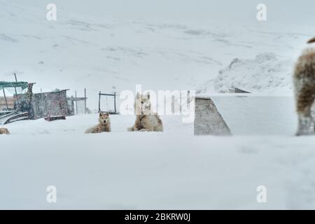 Chien de traîneau à Ilulissat Groenland, s'occuper de ses petits Banque D'Images
