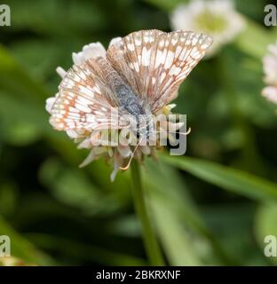 Comm papillon de l'hespérie à carreaux se nourrissant d'une fleur de trèfle blanche Banque D'Images