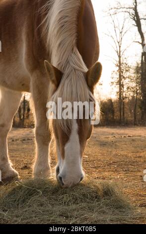 Un cheval belge à la dépouille mangeant du foin avec le soleil levant derrière lui en début de matinée Banque D'Images