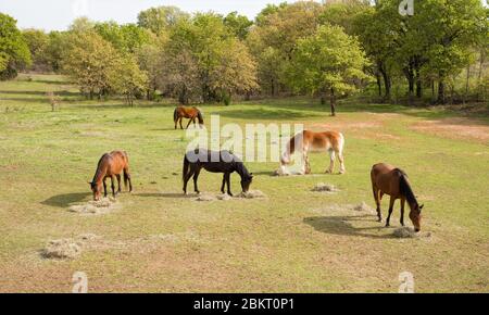 Vue aérienne de cinq chevaux mangeant leur foin du matin dans le pâturage de printemps Banque D'Images