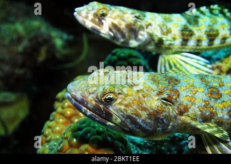 Portrait de deux poissons lizzards synodus intermedius se trouvant sur le lucarne sur les coraux dans la mer des caraïbes, Bonaire, île, Caraïbes Banque D'Images