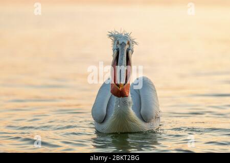 Grèce, Macédoine, lac de Kerkini, pélican dalmatien (Pelecanus crispus) Banque D'Images