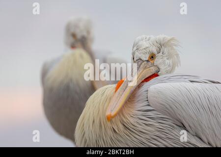 Grèce, Macédoine, lac de Kerkini, pélican dalmatien (Pelecanus crispus) Banque D'Images