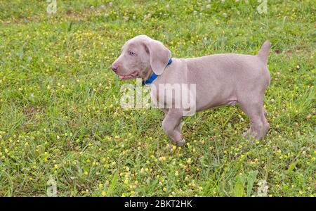 Jeune chiot Weimaraner marchant dans l'herbe Banque D'Images