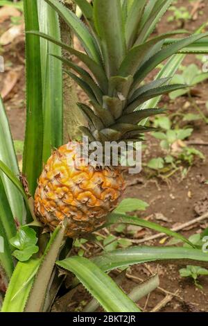 Gros plan de jeunes ananas mûrissant dans la jungle tropicale sur l'île de Bali. Ananas Comosus mûrit et acquiert la couleur orange. Doux, aigre et juteux Banque D'Images