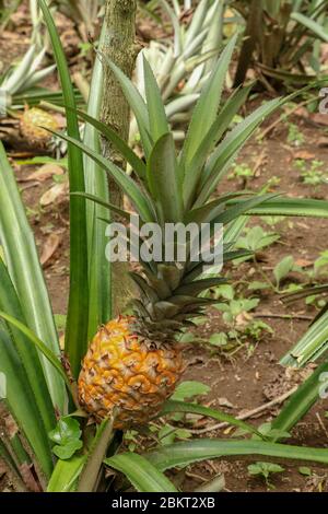 Les jeunes ananas mûrissant dans la jungle tropicale de l'île de Bali. L'ananas comosus mûrit et acquiert la couleur orange. Nanas Madu, fruit tropical extra doux. O Banque D'Images