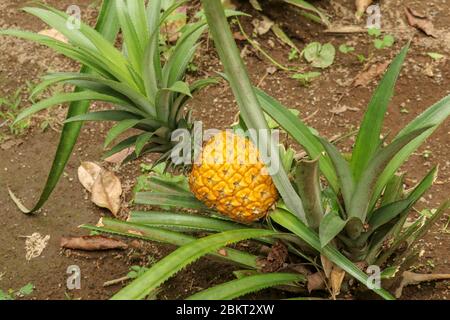 Les jeunes ananas mûrissant dans la jungle tropicale de l'île de Bali. L'ananas comosus mûrit et acquiert la couleur orange. Nanas Madu, fruit tropical extra doux. O Banque D'Images