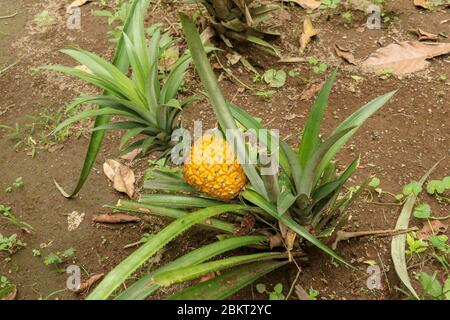 Les jeunes ananas mûrissant dans la jungle tropicale de l'île de Bali. L'ananas comosus mûrit et acquiert la couleur orange. Nanas Madu, fruit tropical extra doux. O Banque D'Images