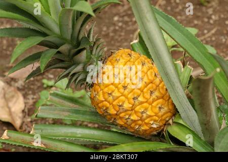 Gros plan de jeunes ananas mûrissant dans la jungle tropicale sur l'île de Bali. Ananas Comosus mûrit et acquiert la couleur orange. Doux, aigre et juteux Banque D'Images