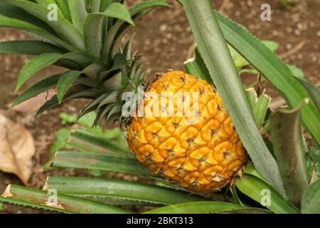 Gros plan de jeunes ananas mûrissant dans la jungle tropicale sur l'île de Bali. Ananas Comosus mûrit et acquiert la couleur orange. Doux, aigre et juteux Banque D'Images