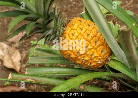 Gros plan de jeunes ananas mûrissant dans la jungle tropicale sur l'île de Bali. Ananas Comosus mûrit et acquiert la couleur orange. Doux, aigre et juteux Banque D'Images