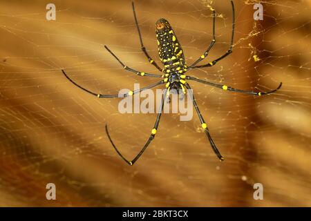 Vue de dessous de Nephila pilipes ou araignée dorée. Le géant Banana Spider attend des proies sur son filet. Gros plan sur Spider en Asie sauvage Banque D'Images