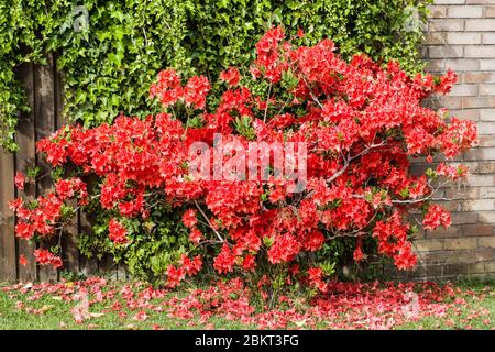 Un magnifique buisson orange rougeâtre sur le côté d'une maison à Cardiff, le jour ensoleillé du printemps en mai. Banque D'Images