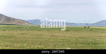 SIMONS PASS, NOUVELLE-ZÉLANDE - décembre 02 2019 : grand système d'arrosage par arrosage et vaches dans la campagne verte, tiré au printemps clair lumière trouble sur de Banque D'Images