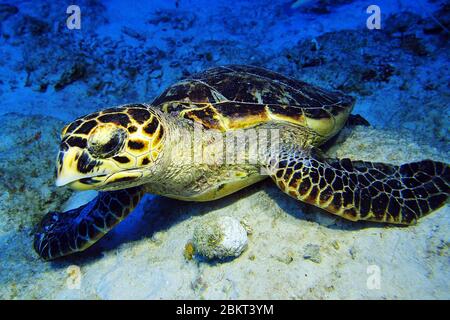 La tortue de mer carretta carretta se trouve sur le fond sablonneux du récif, Bonaire, île, Caraïbes Banque D'Images