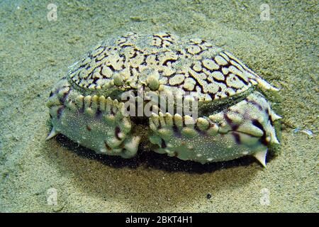Calappa ocellata un crabe en boîte tente de se cacher dans la sorcière de sable est assorti de sa couleur, Bonaire, île, Caraïbes Banque D'Images