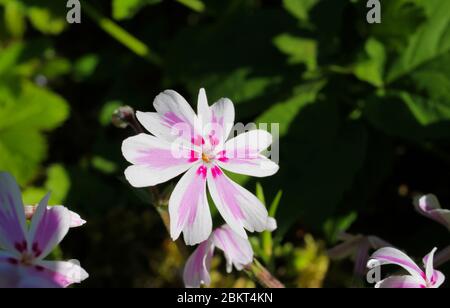 Macro gros plan de bande de bonbons à la tête de fleur blanche, rose et violette isolée (phlox sususuculata) avec fond vert au printemps - Allemagne Banque D'Images