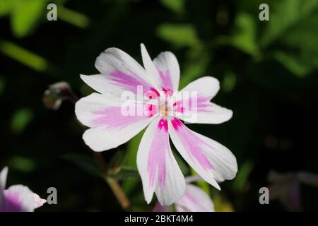 Macro gros plan de bande de bonbons à la tête de fleur blanche, rose et violette isolée (phlox sususuculata) avec fond vert au printemps - Allemagne Banque D'Images