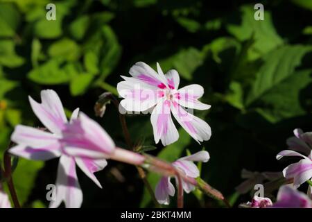 Macro gros plan de bande de bonbons à la tête de fleur blanche, rose et violette isolée (phlox sususuculata) avec fond vert au printemps - Allemagne Banque D'Images