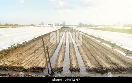 Arroser des rangées de plantations de carottes de manière ouverte. Irrigation lourde après semis de graines. Hydrater le sol et stimuler la croissance. Agriculture agr Banque D'Images