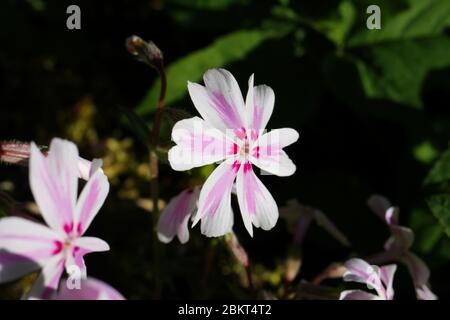 Macro gros plan de bande de bonbons à la tête de fleur blanche, rose et violette isolée (phlox sususuculata) avec fond vert au printemps - Allemagne Banque D'Images