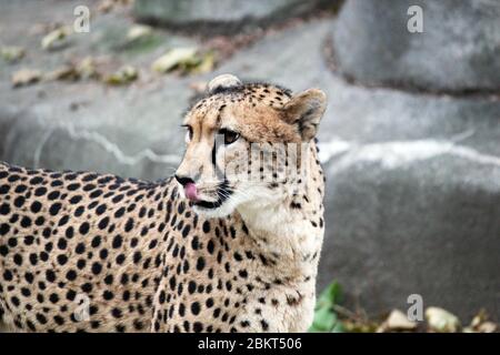Cheetah grand chat dans l'environnement naturel a jeûné animal vivant natif de l'Afrique et du centre de l'Iran - photo de stock Banque D'Images