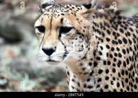 Cheetah grand chat dans l'environnement naturel a jeûné animal vivant natif de l'Afrique et du centre de l'Iran - photo de stock Banque D'Images