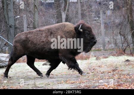 bisons d'amérique courant - Bison, les animaux symboliques des grandes plaines, sont souvent appelés à tort buffles.De tous les noms, ils sont des bêtes formidables Banque D'Images