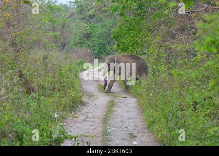 Éléphant sauvage dans le parc national de Kaziranga à Assam, Inde photo de stock Banque D'Images