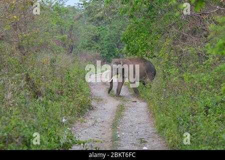 Éléphant sauvage dans le parc national de Kaziranga à Assam, Inde photo de stock Banque D'Images