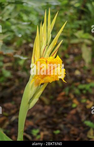 Gros plan de fleurs de la Canna avec des bourgeons et des feuilles qui poussent. Gouttes de pluie sur les feuilles et les fleurs. Arrowroot africain de couleur jaune. Détails Banque D'Images