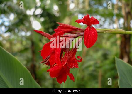 Gros plan de fleurs de la Canna avec des bourgeons et des feuilles qui poussent. Photo indienne rouge dans le jardin. Arrowroot africain de couleur rouge. Détails s Banque D'Images