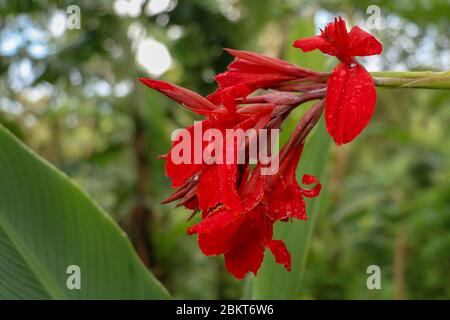 Gros plan de fleurs de la Canna avec des bourgeons et des feuilles qui poussent. Photo indienne rouge dans le jardin. Arrowroot africain de couleur rouge. Détails s Banque D'Images