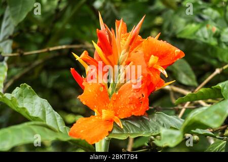 Gros plan de fleurs de la Canna avec des bourgeons et des feuilles qui poussent. Gouttes de pluie sur les feuilles et les fleurs. Arrowroot africain de couleur orange. Détails Banque D'Images