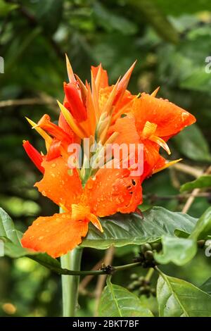 Gros plan de fleurs de la Canna avec des bourgeons et des feuilles qui poussent. Gouttes de pluie sur les feuilles et les fleurs. Arrowroot africain de couleur orange. Détails Banque D'Images