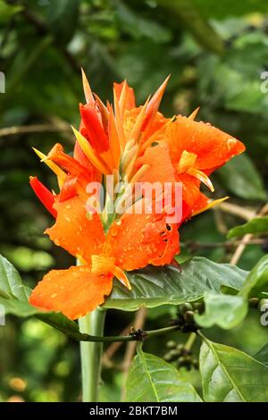 Gros plan de fleurs de la Canna avec des bourgeons et des feuilles qui poussent. Gouttes de pluie sur les feuilles et les fleurs. Arrowroot africain de couleur orange. Détails Banque D'Images