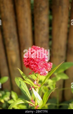 Magnifique fleur rouge Cockscomb isolée sur fond naturel. Gros plan d'un rouge, moelleux. Des fleurs de Celosia argentea, pelucheuses, se blotissent près de Th Banque D'Images