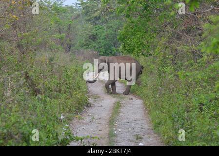 Éléphant sauvage dans le parc national de Kaziranga à Assam, Inde photo de stock Banque D'Images