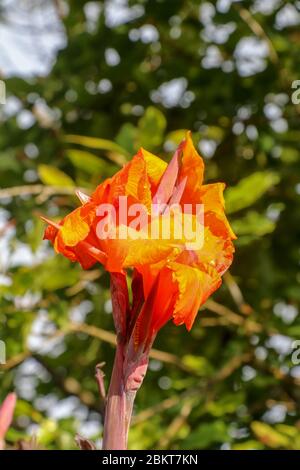 Gros plan de fleurs de la Canna avec des bourgeons et des feuilles qui poussent. Gouttes de pluie sur les feuilles et les fleurs. Arrowroot africain de couleur orange. Détails Banque D'Images