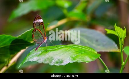 Un beau papillon en verre en macro gros plan, espèce d'insecte tropicale de l'Amérique du Sud Banque D'Images