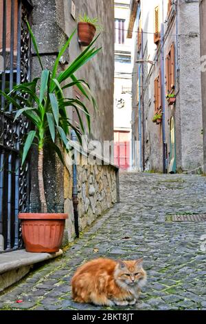 Une rue étroite entre les vieilles maisons de Patrica, une ville médiévale italienne. Banque D'Images