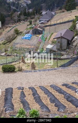 Maisons et champs dans le village agricole traditionnel d'Ochiai, Vallée d'Iya, Tokushima, Japon Banque D'Images