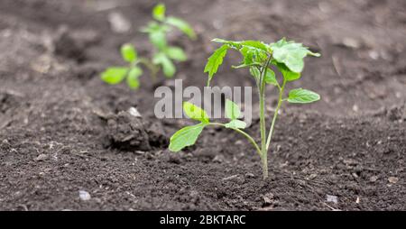 Plantule de tomate dans le sol dans le champ, la culture de tomates dans le sol ouvert pour la poursuite de la mise en œuvre, l'activité de la culture des légumes. Banque D'Images