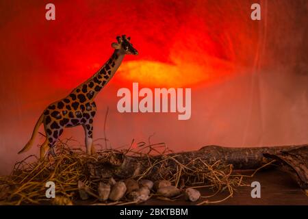 Un tigre tabouré contre un coucher de soleil spectaculaire Banque D'Images