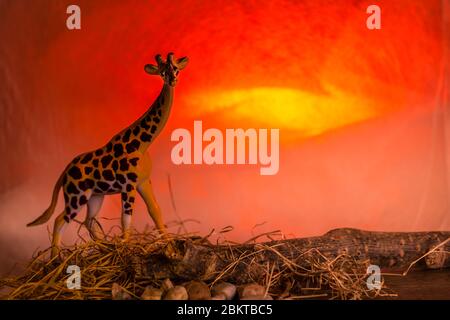 Une girafe silhouettée contre un coucher de soleil spectaculaire Banque D'Images